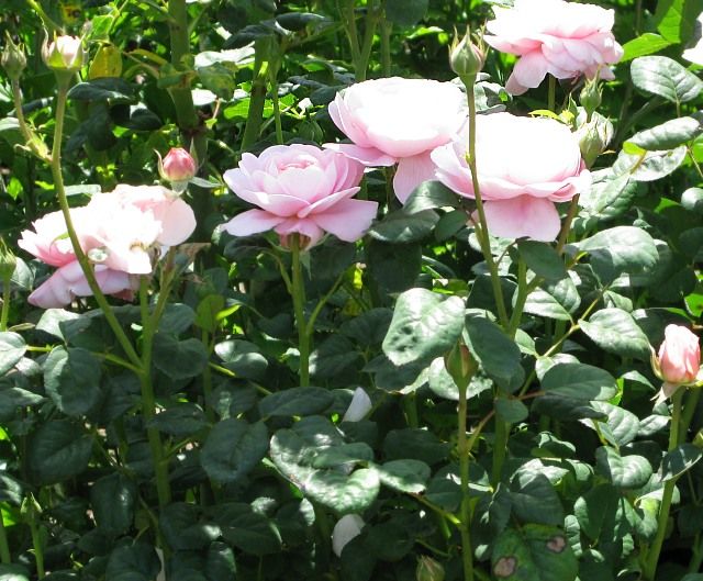  photo QueenofSwedenatfiloliIMG_1016_zps745c02f9.jpg